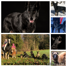 Filmhunde/ Hundemodels für Fernseh & Werbung 